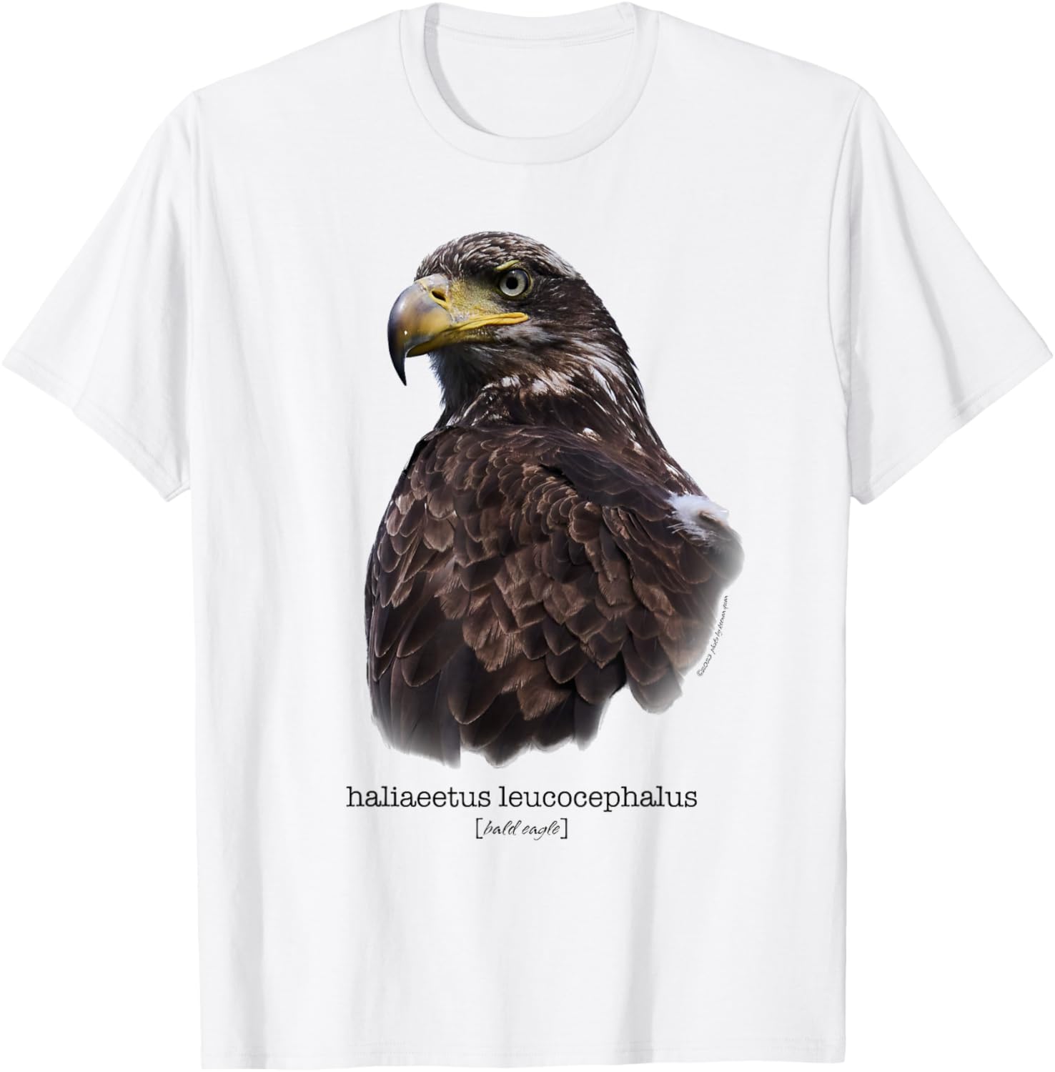I'm an American Bald Eagle